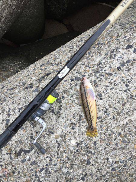 波止フカセ釣り