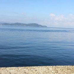 アジ泳がせ釣り