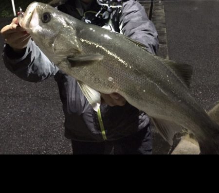 台風後シーバス
