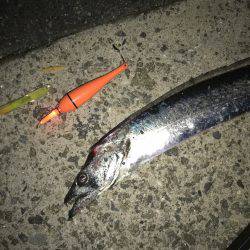 仕事帰りにタチウオ