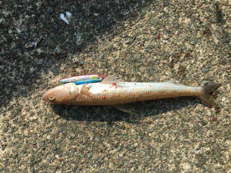 久しぶりにアコウ