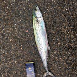 スマートサゴシ