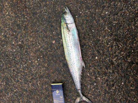 スマートサゴシ