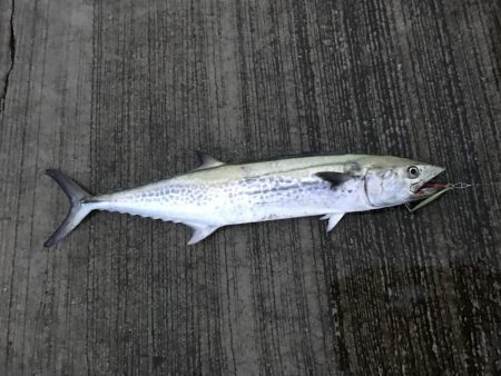 悪天候の中の一匹