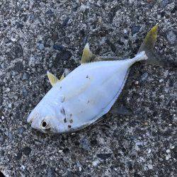 ちっちゃいメッキ