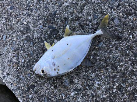 ちっちゃいメッキ