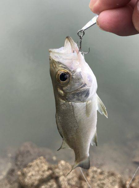 朝夕メッキ三昧