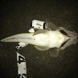 マゴチがきた！