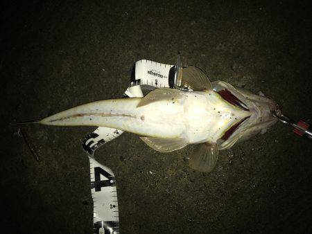 マゴチがきた！