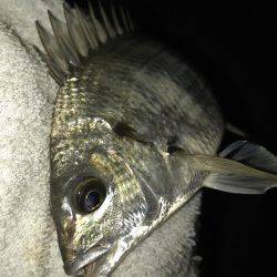 セイゴに遊ばれて