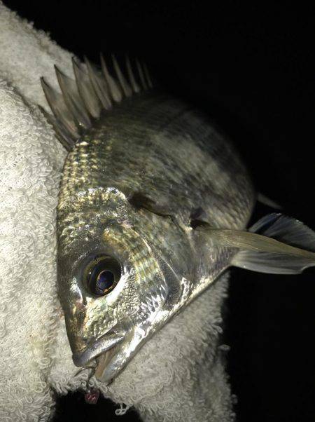 セイゴに遊ばれて