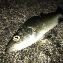 セイゴに遊ばれて2nd