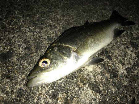 セイゴに遊ばれて2nd