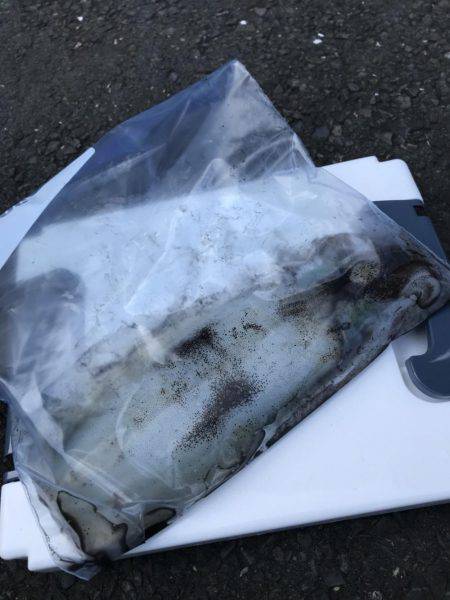 ナイトエギング