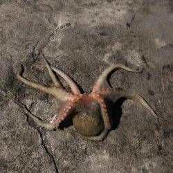 エギングのち小物へ