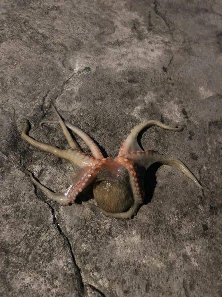 エギングのち小物へ