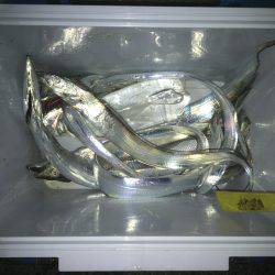 仕事帰りの夕まずめ♫