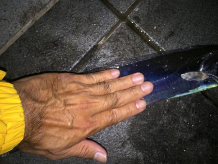 F4太刀魚目指して