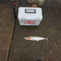 最近、雨ばっか(>_>)