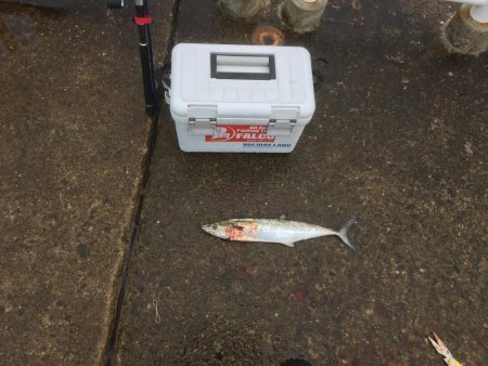 最近、雨ばっか(>_>)