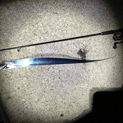 エギングのはずが