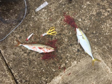 台風後の朝練♫