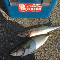 短時間でサワラゲット♫