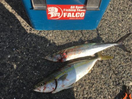 短時間でサワラゲット♫