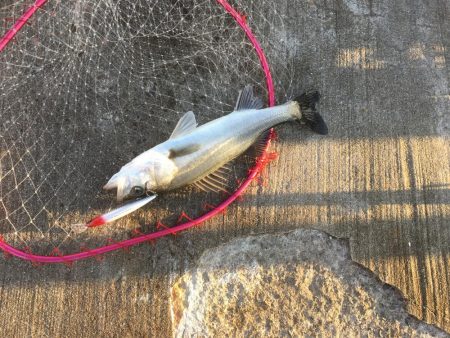 1日オフなので第2ラウンド♫