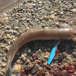 釣れてる時は朝練頑張りますよ♫