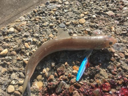 釣れてる時は朝練頑張りますよ♫