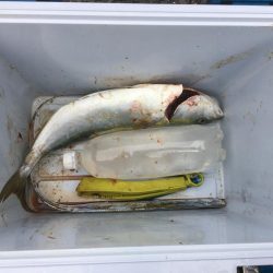 人が多いと釣れんわ〜