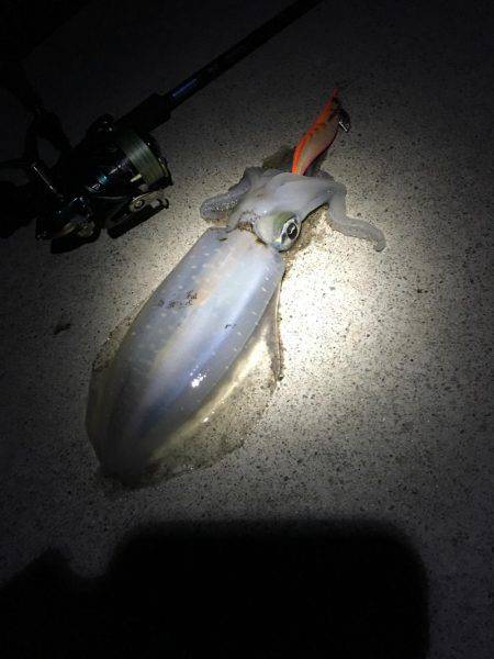 ぶらぶらエギング