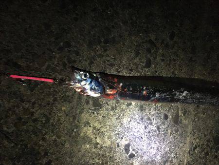 今シーズン初のタチウオ