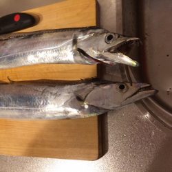 ショアジギング 2回目