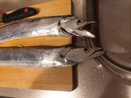 ショアジギング 2回目