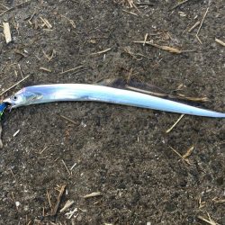 台風後台風前の釣り