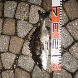 宮津サゴシ&クロダイ