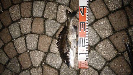 宮津サゴシ&クロダイ