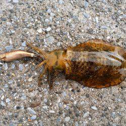 サイズが上がらない