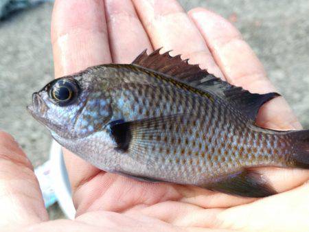 サヨリ来ず五目釣り