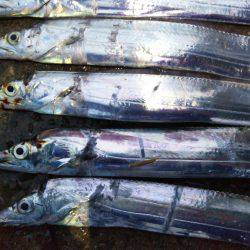 阿南市の椿泊でタチウオ