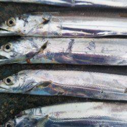 阿南市の椿泊でタチウオ