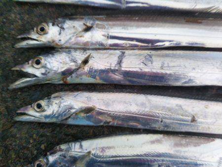 阿南市の椿泊でタチウオ