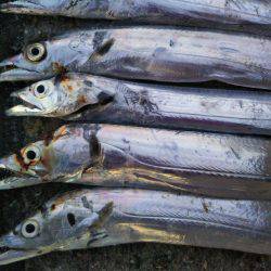 阿南市の椿泊でタチウオとカマス