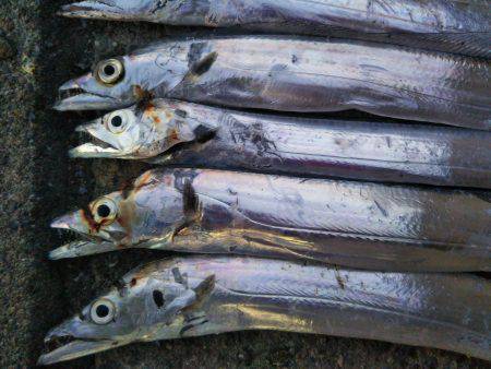 阿南市の椿泊でタチウオとカマス