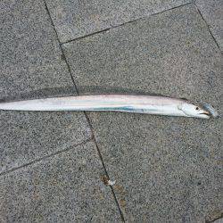 タチウオ　サゴシ