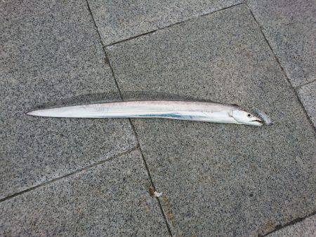 タチウオ　サゴシ