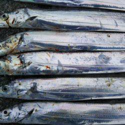 阿南市の椿泊でタチウオと赤カマス