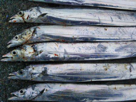 阿南市の椿泊でタチウオと赤カマス